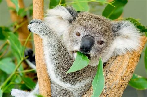 que comen los koalas - cuanto viven los gatos